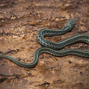 Florida Blue Garter Snake