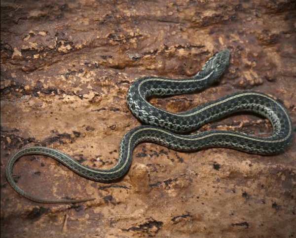 Florida Blue Garter Snake