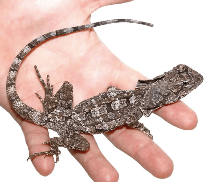 Frilled Dragon For Sale