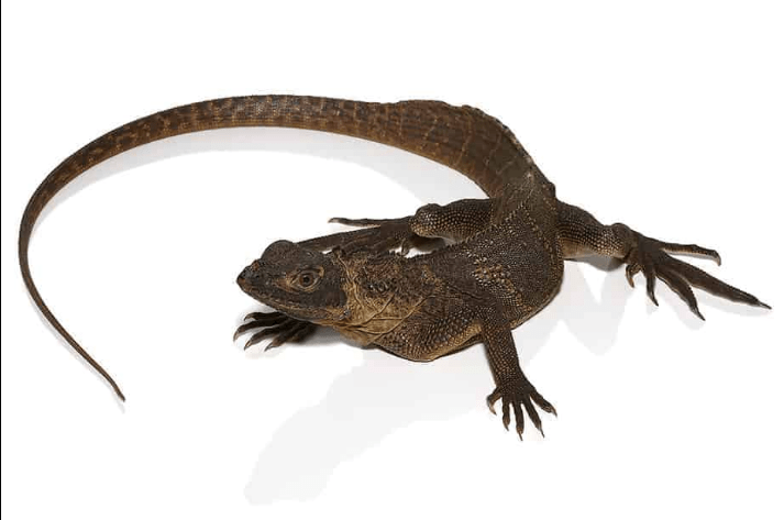 Giant Sailfin Dragon For Sale