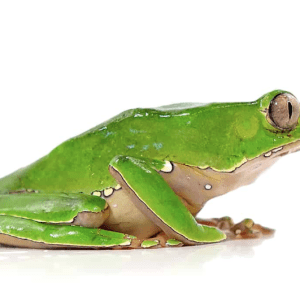 Giant Waxy Monkey Tree Frog
