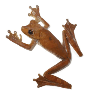 Gladiator Tree Frog