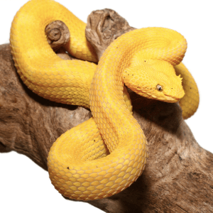Golden Eyelash Viper