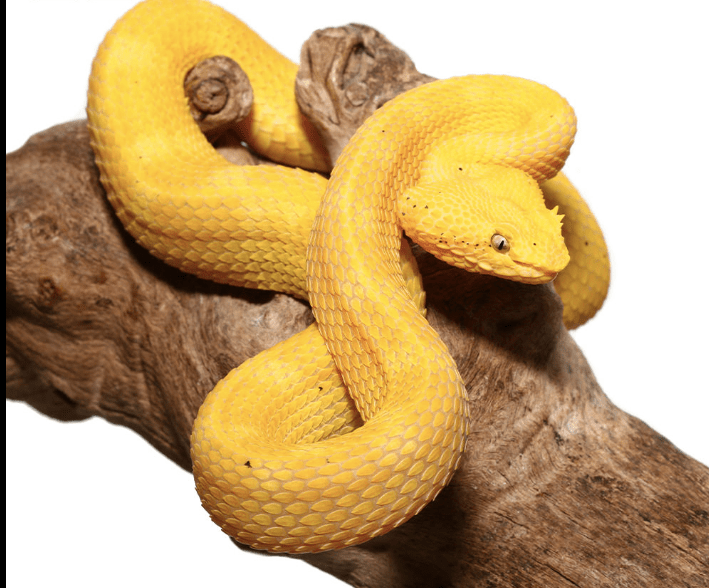 Golden Eyelash Viper