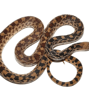 Gopher Snake