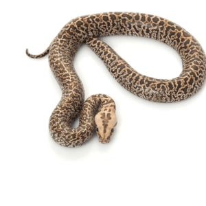 Granite Burmese Python