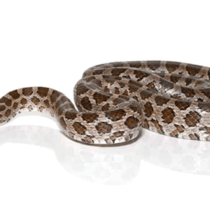 Great Plains Rat snake