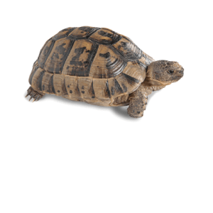 Greek Tortoise for Sale
