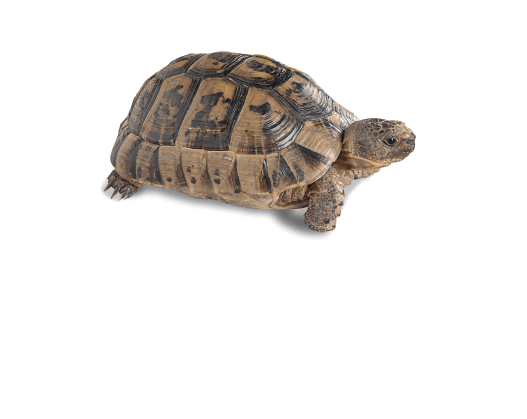 Greek Tortoise for Sale