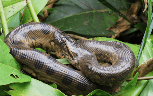 Green Anaconda for Sale