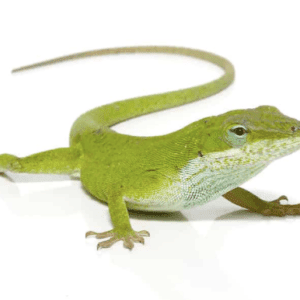 Green Anole