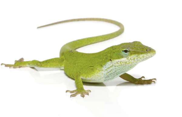 Green Anole