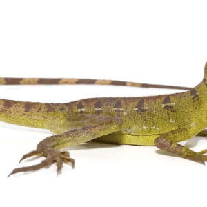 Green Basilisk For Sale