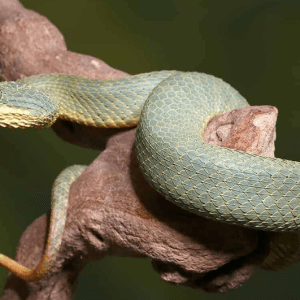 Green Patternless Squamigera Bush Viper