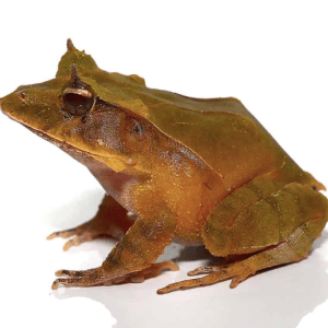 Green Solomon Island Eyelash Frog