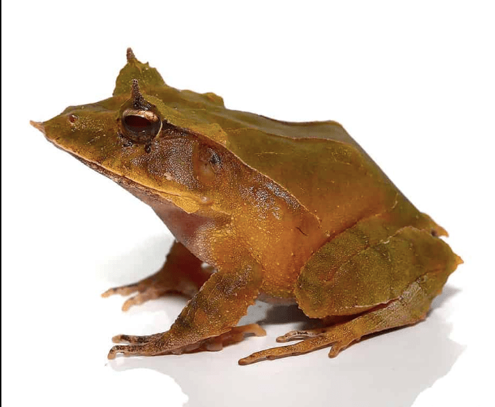 Green Solomon Island Eyelash Frog