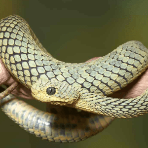 Green Squamigera Bush Viper