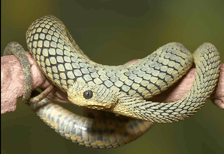 Green Squamigera Bush Viper