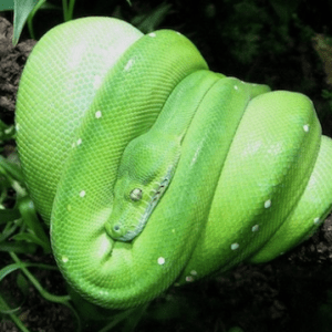 Green Tree Python