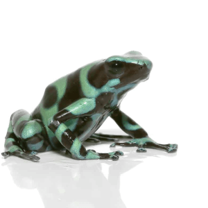 Green and Black Poison Dart Frog for Sale
