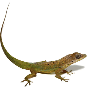 Guyana Anole