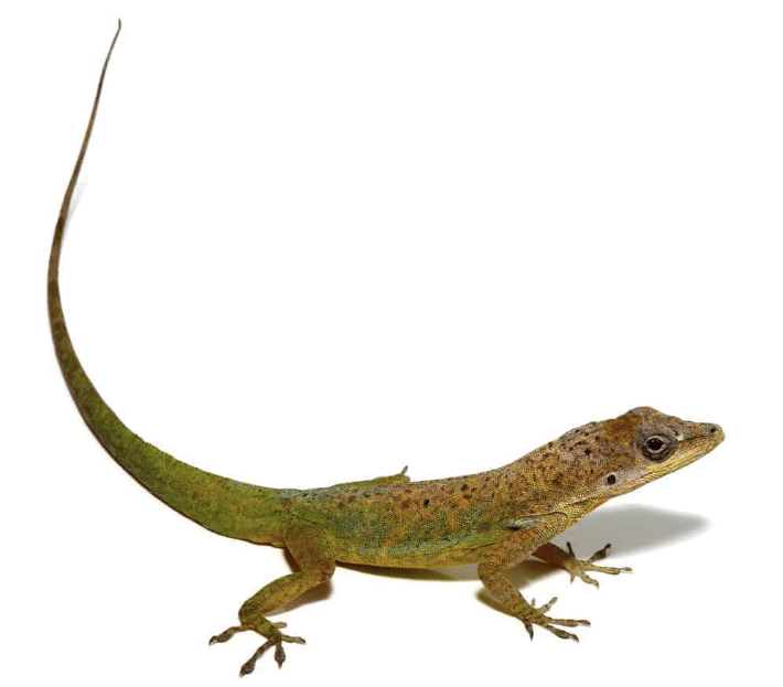 Guyana Anole