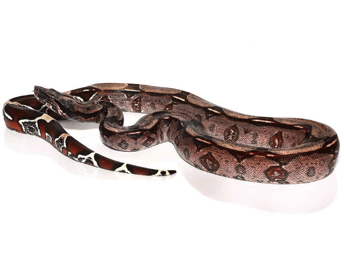 Guyana Redtail Boa