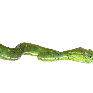 Hageni’s Pit Viper