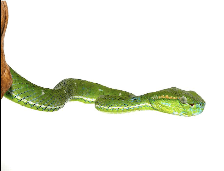 Hageni’s Pit Viper
