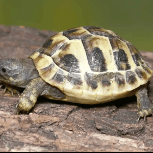 Hermann’s Tortoise