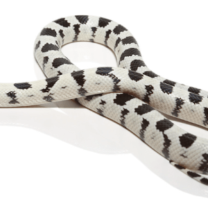 High White California Kingsnake