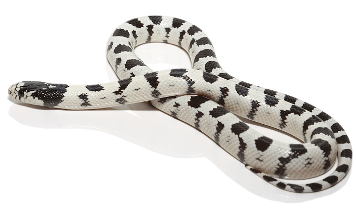 High White California Kingsnake