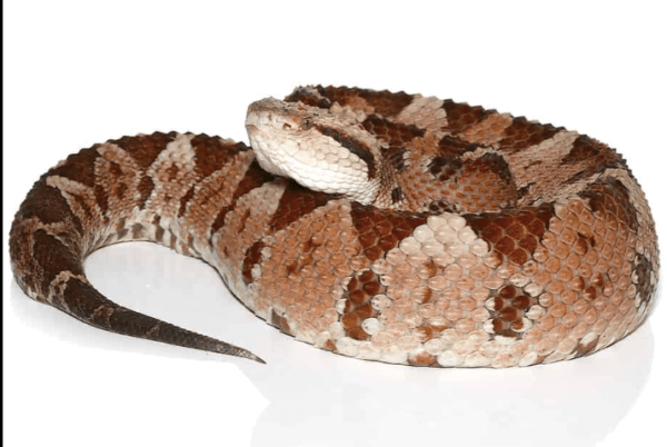 Honduran Jumping Pit Viper