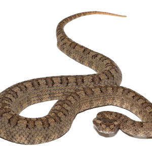 Horned Pit Viper Pair