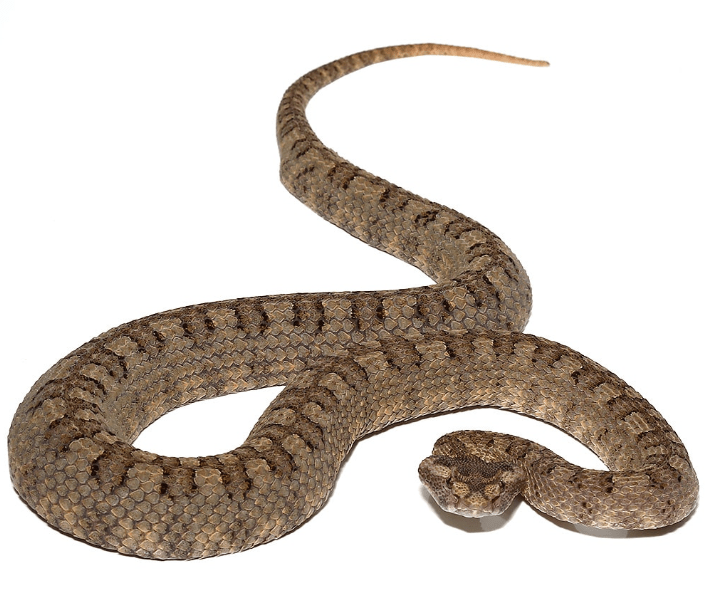 Horned Pit Viper Pair