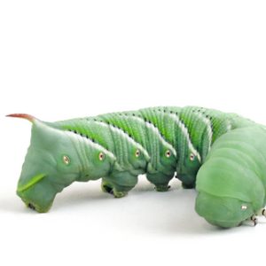 Hornworms for Sale