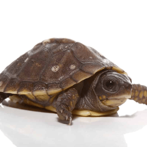 Hybrid Box Turtle For Sale