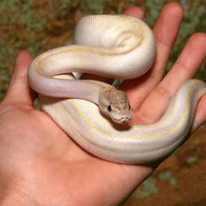 Ivory Het Clown Ball Python