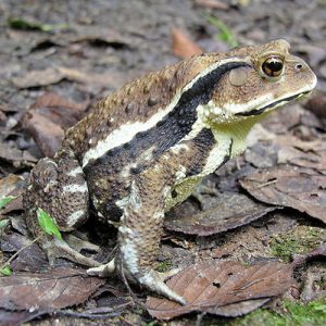Japanese Toad For Sale