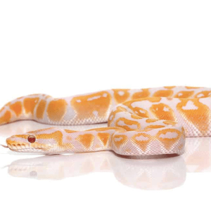 Lavender Albino Ball Python