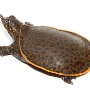 Leopard Softshell Turtle