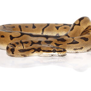 Leopard Spider Ball Python
