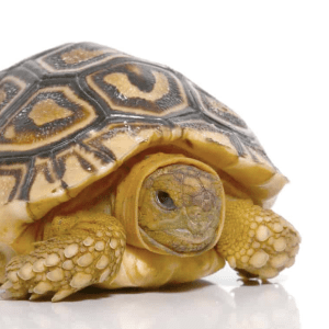Leopard Tortoise For Sale