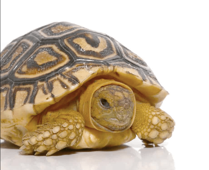 Leopard Tortoise For Sale