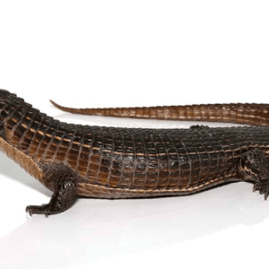 Major Plated Lizard For Sale