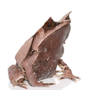 Malaysian Leaf Frog