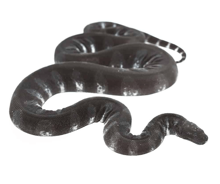 Marine File Snake