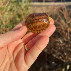 McCord’s Box Turtle For Sale