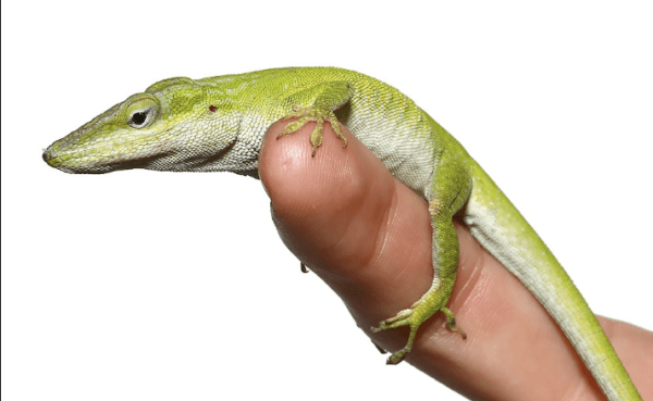 Megladon Green Anole