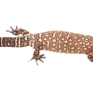 Mexican Beaded Lizard